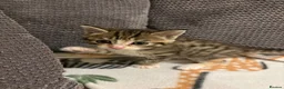 Mixed Breed cats for sale: Beautiful playful kittens  in Huntingdon - Advert 2