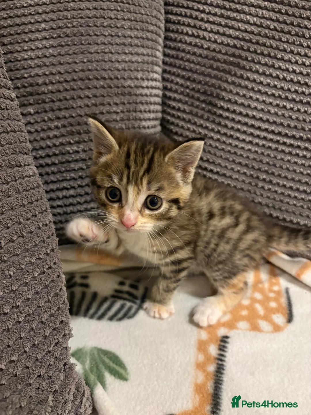Mixed Breed cats for sale: Beautiful playful kittens  in Huntingdon - Advert 2