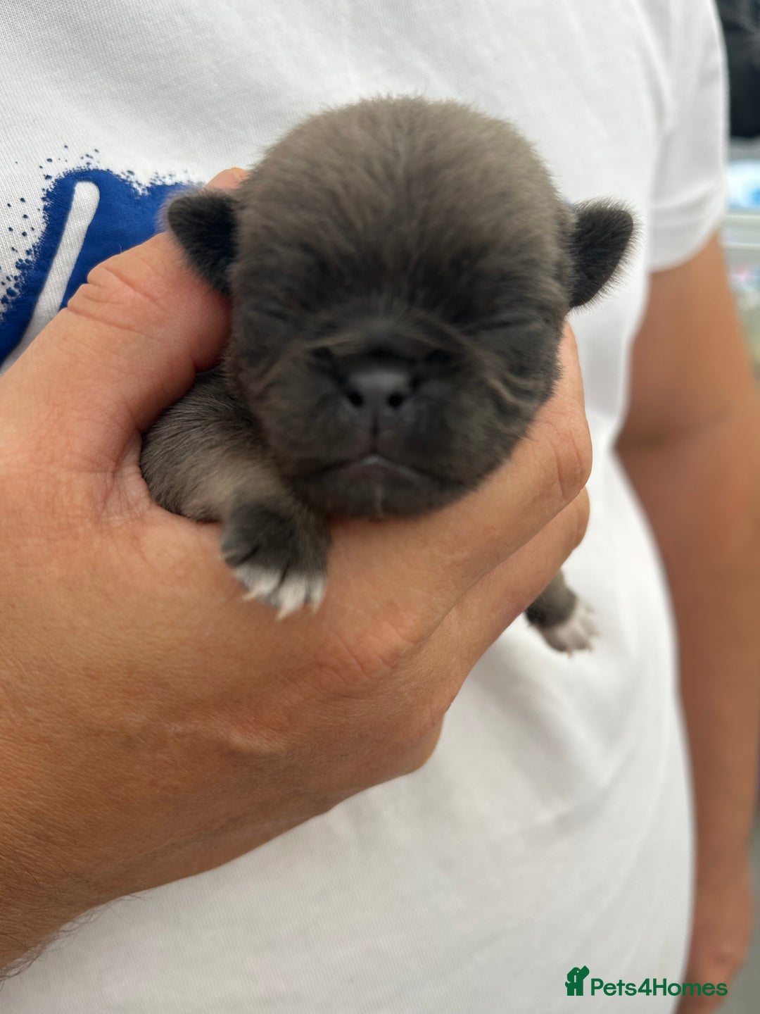 Pug dogs for sale: Beautiful Pug puppies - Image 9