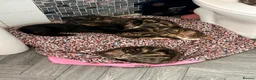 Mixed Breed cats for sale: 5 kittens for sale all with amazing personalities  in Birmingham - Advert 11