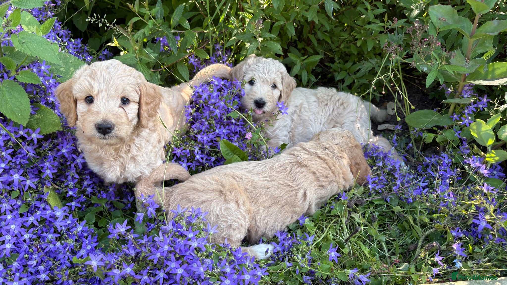 Goldendoodle dogs Golden doodle puppies from a loving home - Advert 2