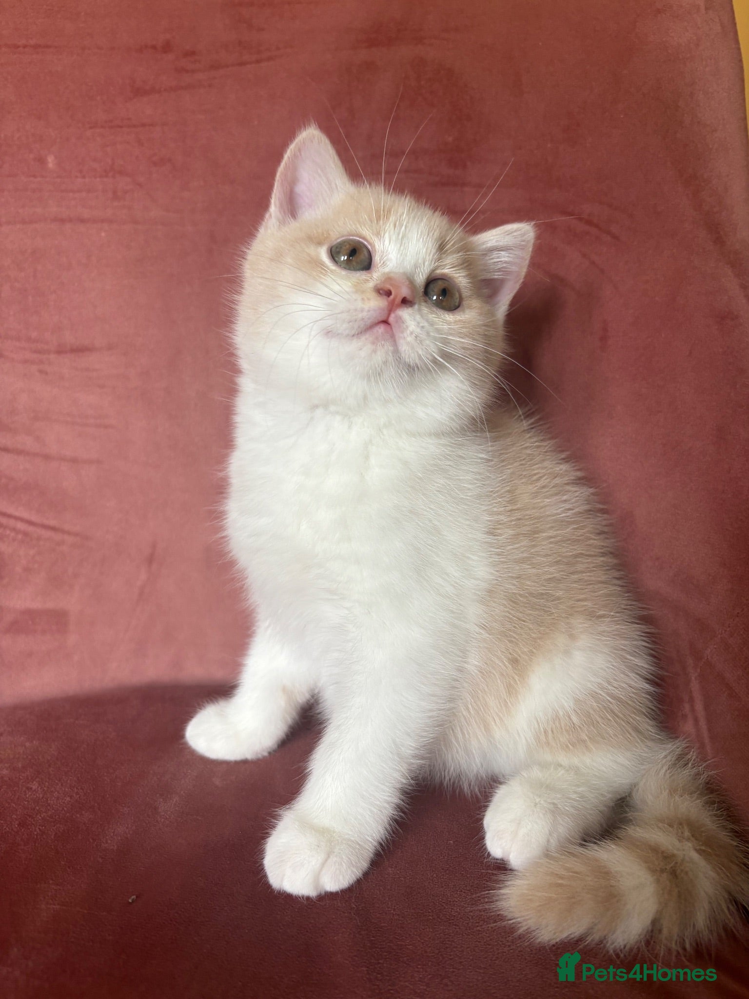 British Shorthair cats 5 BEAUTIFUL BRITISH SHORTHAIR 💕 - Advert 5