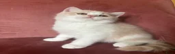 British Shorthair cats for sale: 5 BEAUTIFUL BRITISH SHORTHAIR 💕 - Advert 13