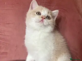 British Shorthair cats 5 BEAUTIFUL BRITISH SHORTHAIR 💕 - Advert 5