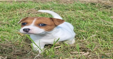 Jack Russell dogs - Advert 9