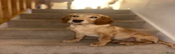 Cockerdor dogs for stud: Gorgeous cockerdor FOR STUD - Advert 22