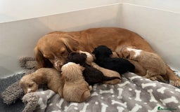 Cockapoo dogs for sale: 🐶Stunning F1 Cockapoos, Licensed Breeder🐾 - Advert 5