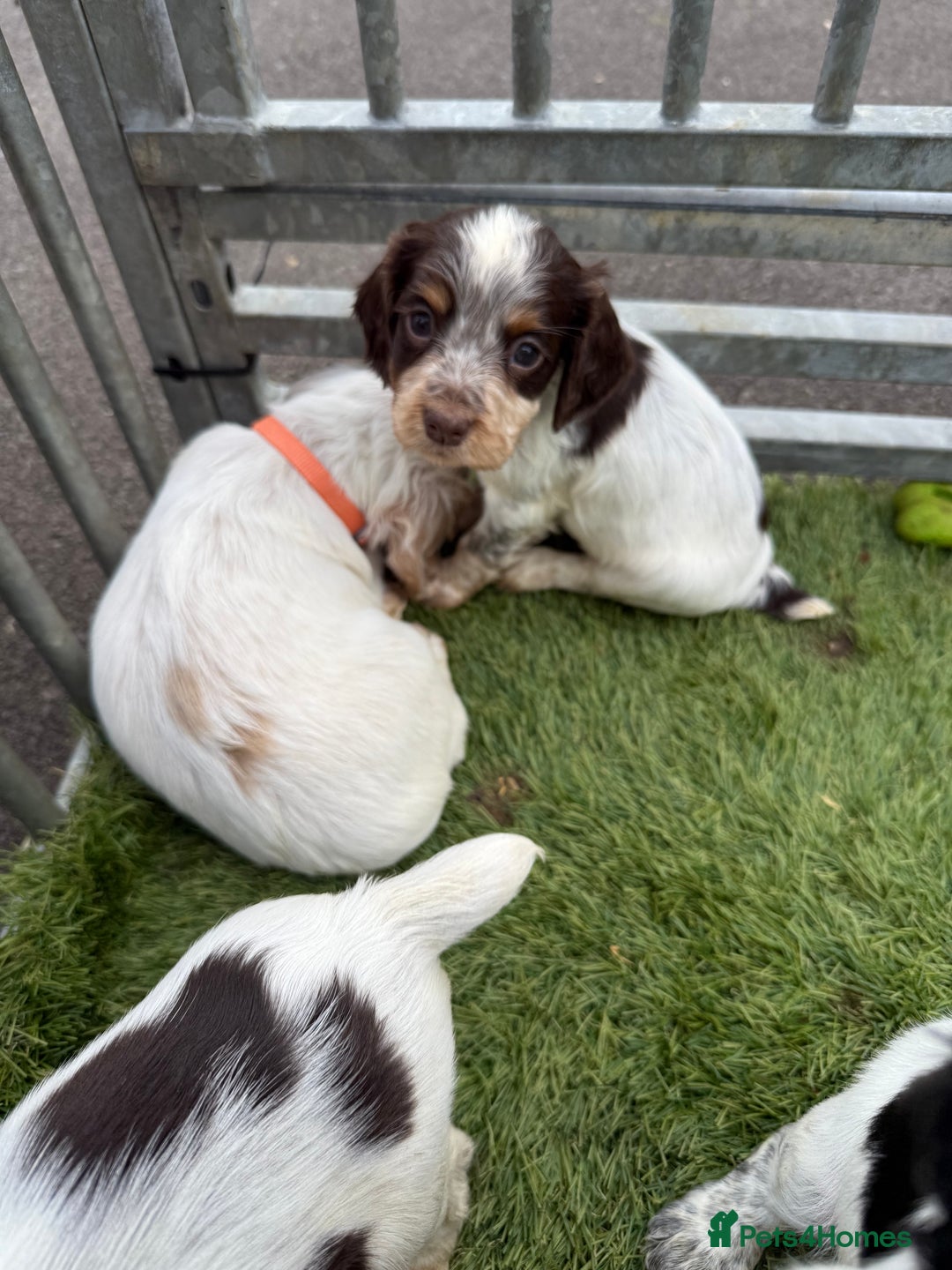 Cocker Spaniel dogs for sale: Working cocker spainel puppies  - Advert 17