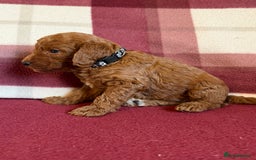 Labradoodle dogs for sale: Adorable Miniature Labradoodle F1bb Puppies🤩 - Image 17
