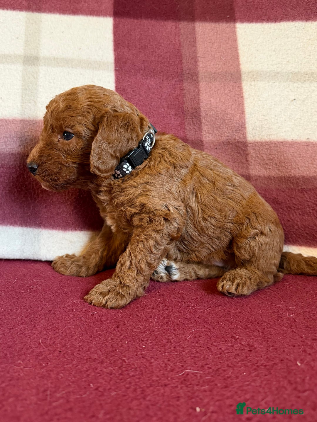 Labradoodle dogs for sale: Adorable Miniature Labradoodle F1bb Puppies🤩 - Image 17