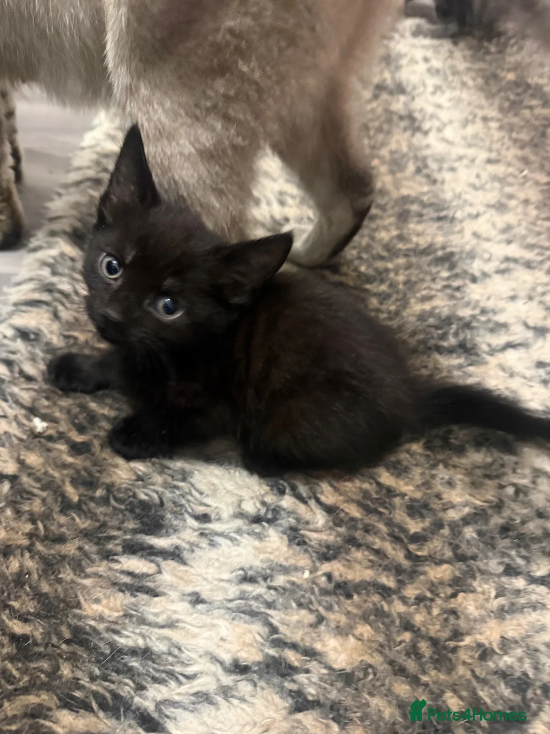 Mixed Breed cats for sale: Adorable kittens - Advert 2