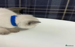 Ragdoll cats for sale: Ragdoll x main coon x British shorthair mix  - Image 36