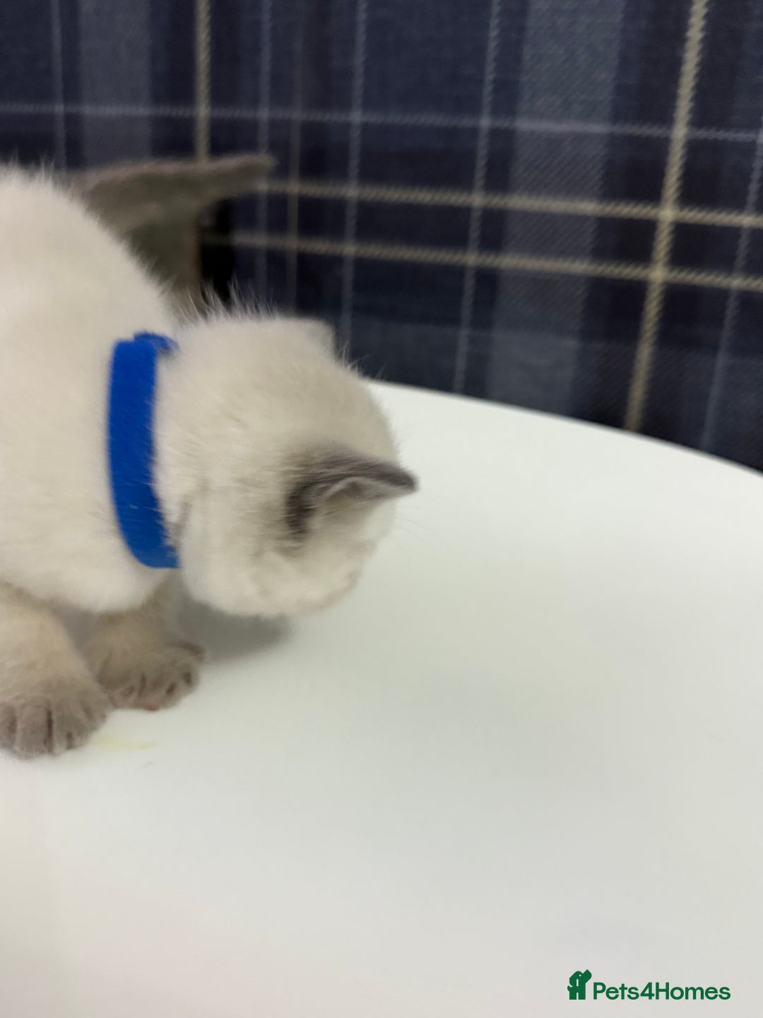 Ragdoll cats for sale: Ragdoll x main coon x British shorthair mix  - Image 36