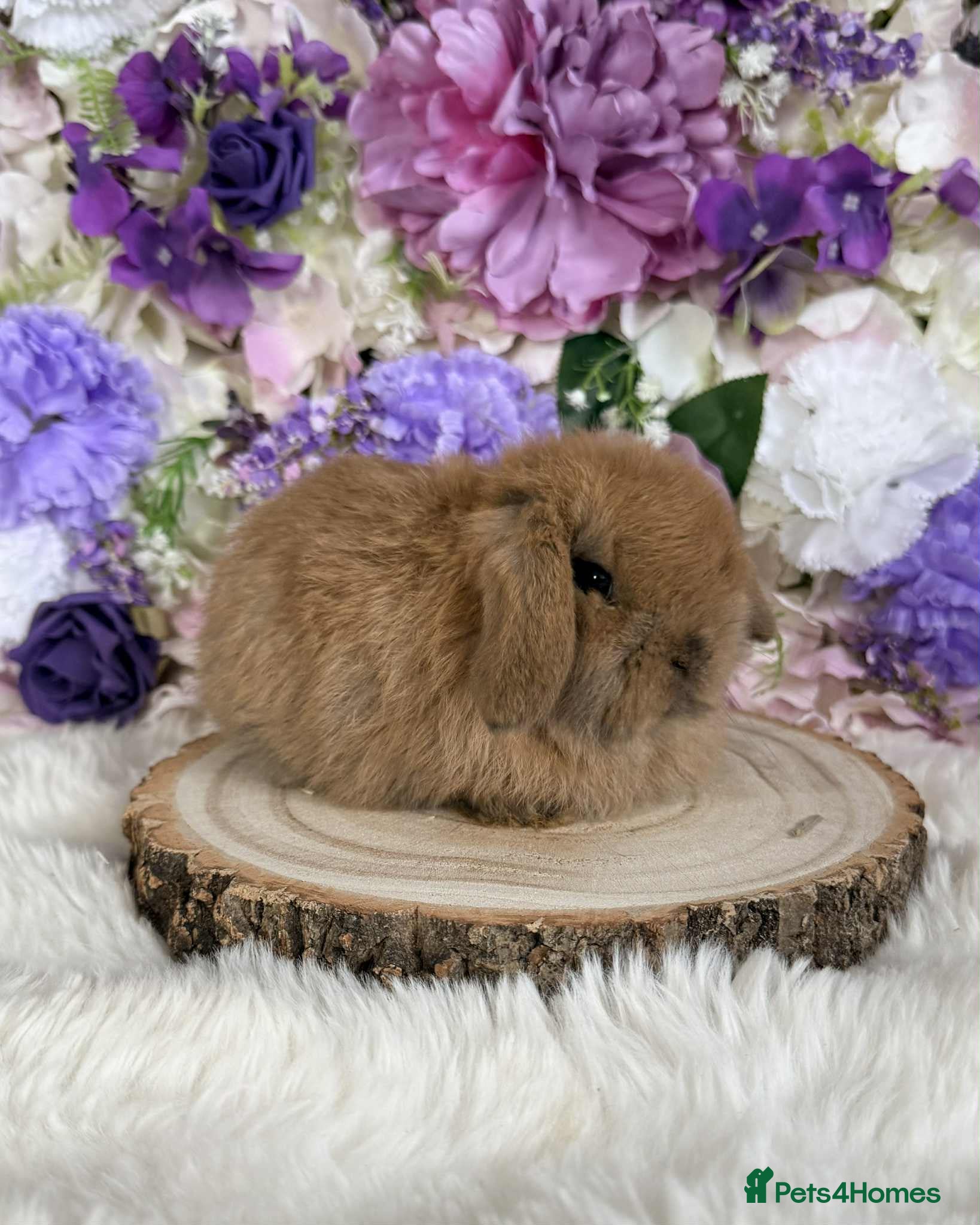 Mini Lop rabbits 💜 Mini Lop Bunnies 💜 xxx - Advert 3