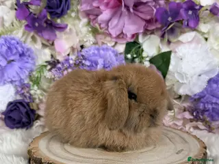 Mini Lop rabbits 💜 Mini Lop Bunnies 💜 xxx - Advert 2
