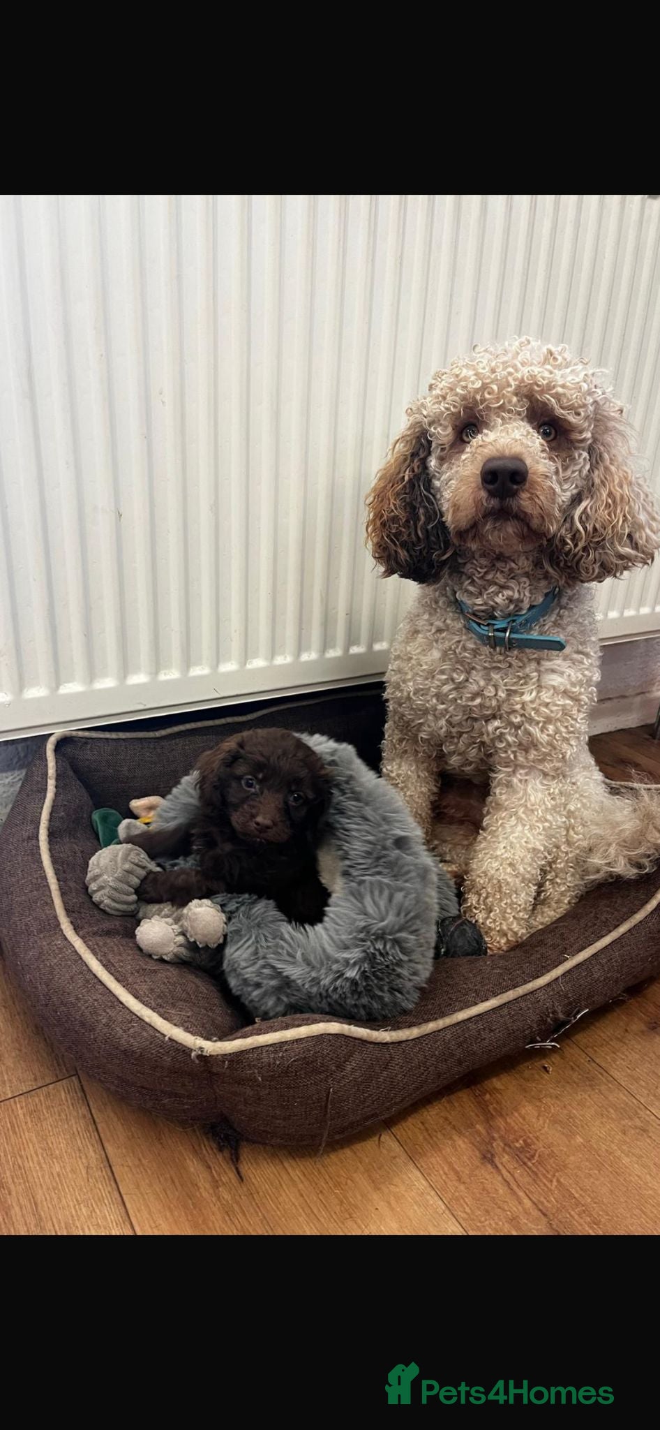 Cockapoo dogs Beautiful cockapoo puppies  - Advert 2