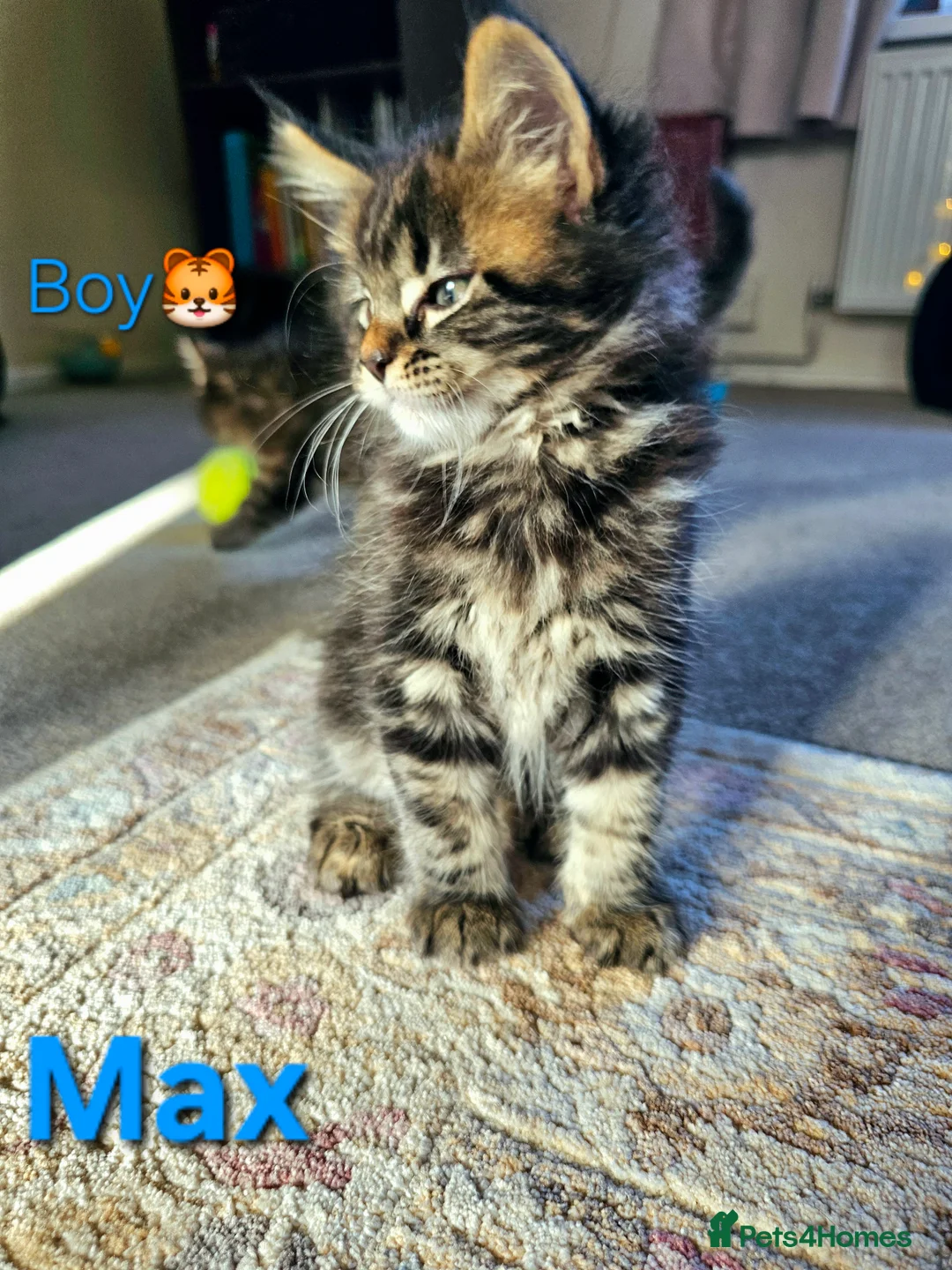 Maine Coon cats for sale: 🐈 Gorgeous Maine Coon Kittens Ready for new homes - Advert 2