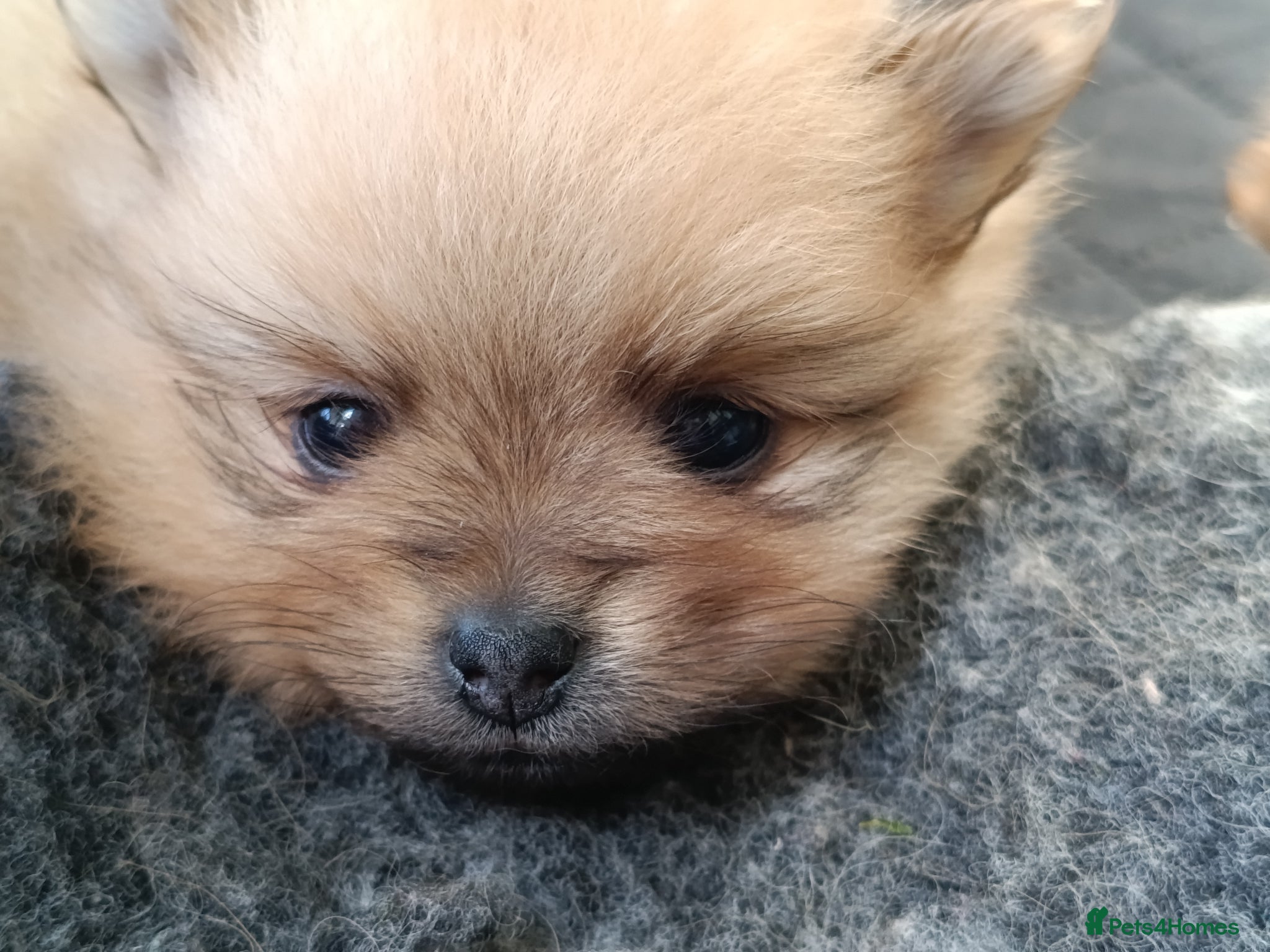 Pomeranian dogs Absolute stunning pups KC registered  - Advert 1