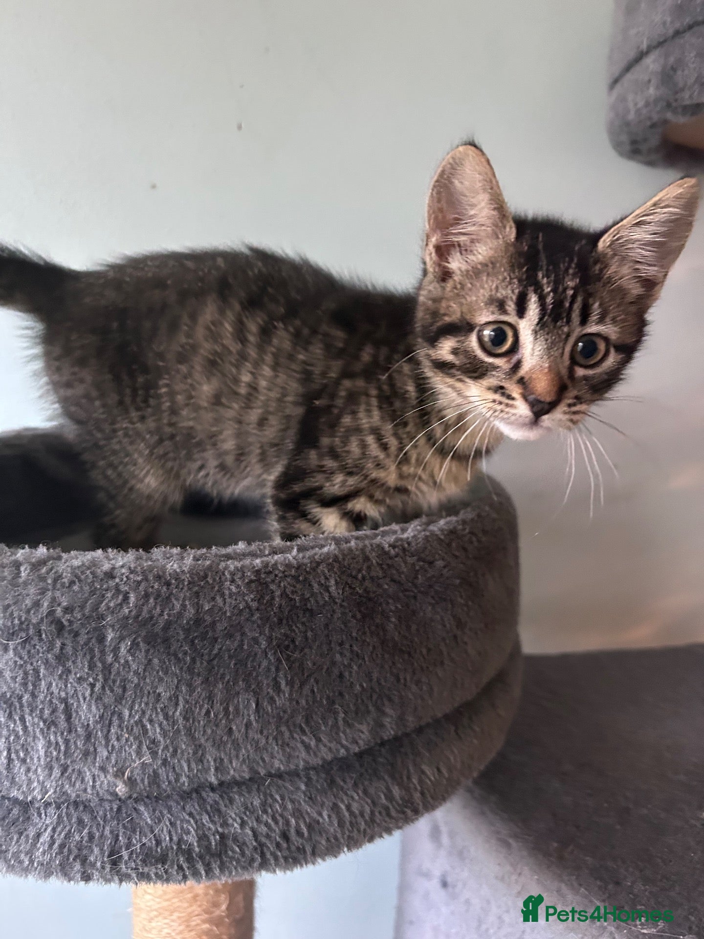 Mixed Breed cats Fluffy female  - Advert 2