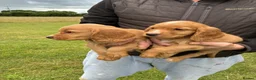 Cocker Spaniel dogs for sale: WORKING COCKER SPANIELS  - Advert 6