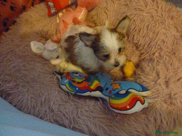 Mixed Breed dogs - Advert 9