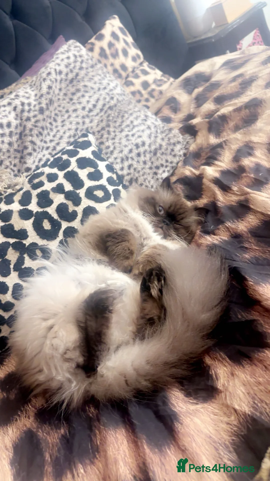 Persian cats for sale: Persians for rehoming  - Advert 2