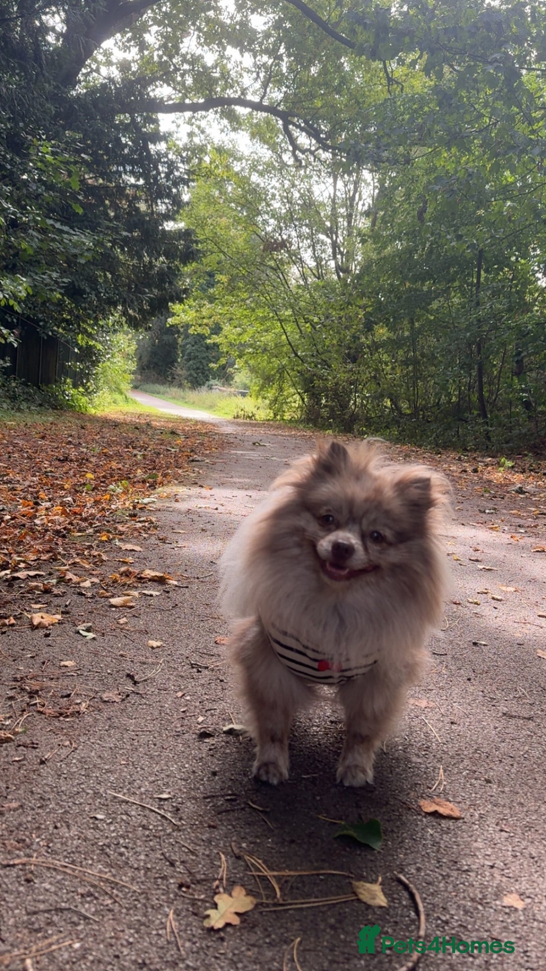 Pomeranian dogs for sale: *READY 24th Dec! x2 small boy poms for sale - Advert 11