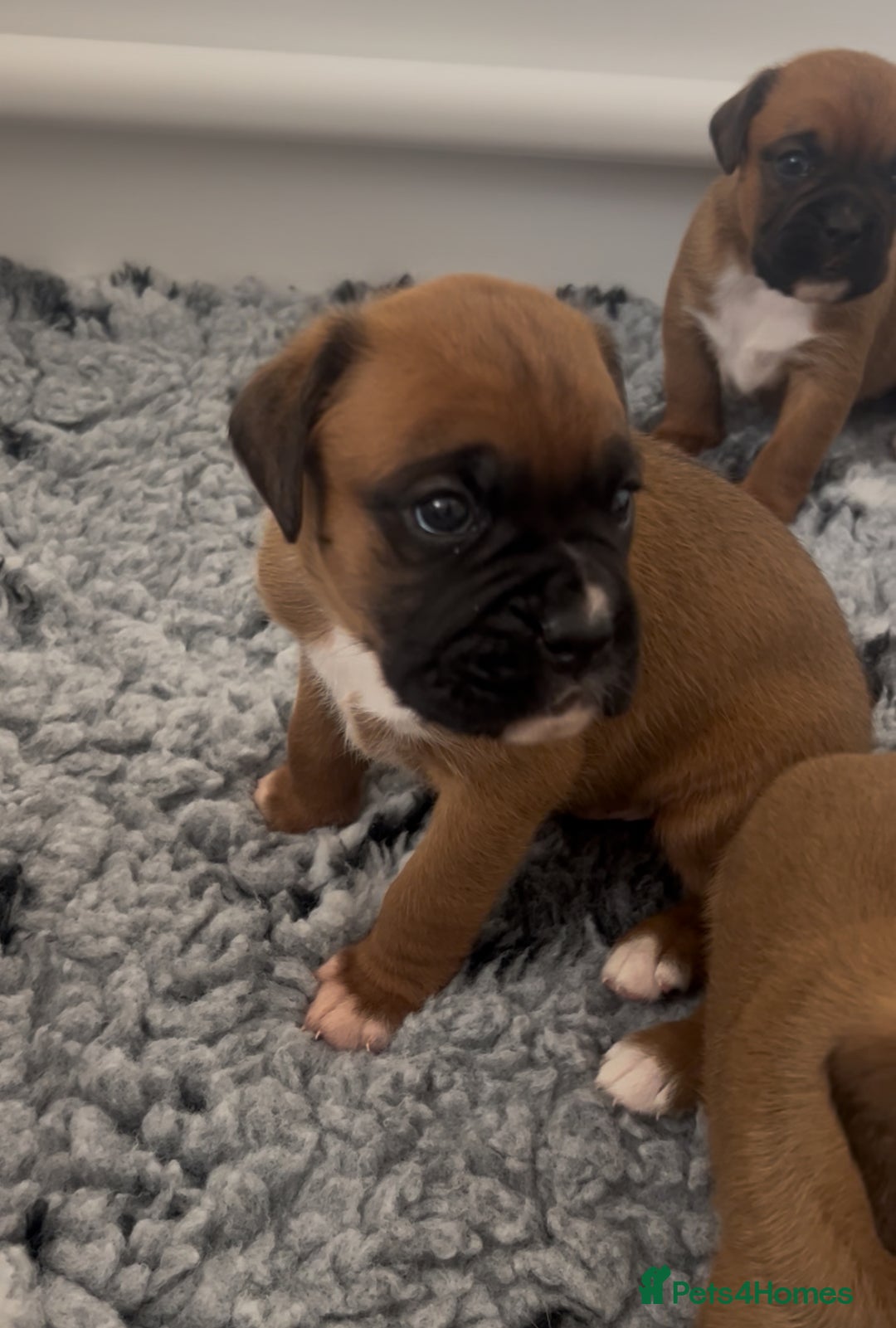Boxer dogs for sale: KC bobtail pups heartscore 0, CHAMPION lines - Image 26