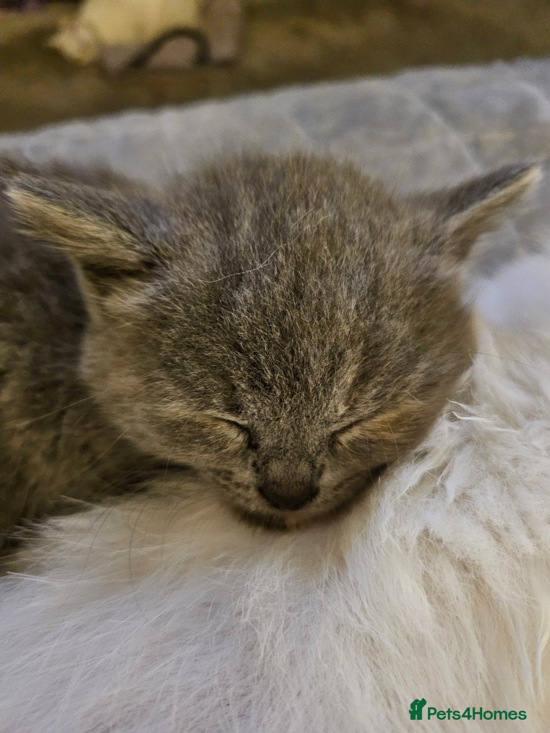 British Longhair cats for sale: BLH and BSH - Advert 11