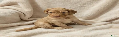 Beige girl