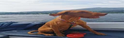 Hungarian Vizsla dogs for sale: Wirehaired Hungarian Vizsla Puppies in Larbert - Advert 6