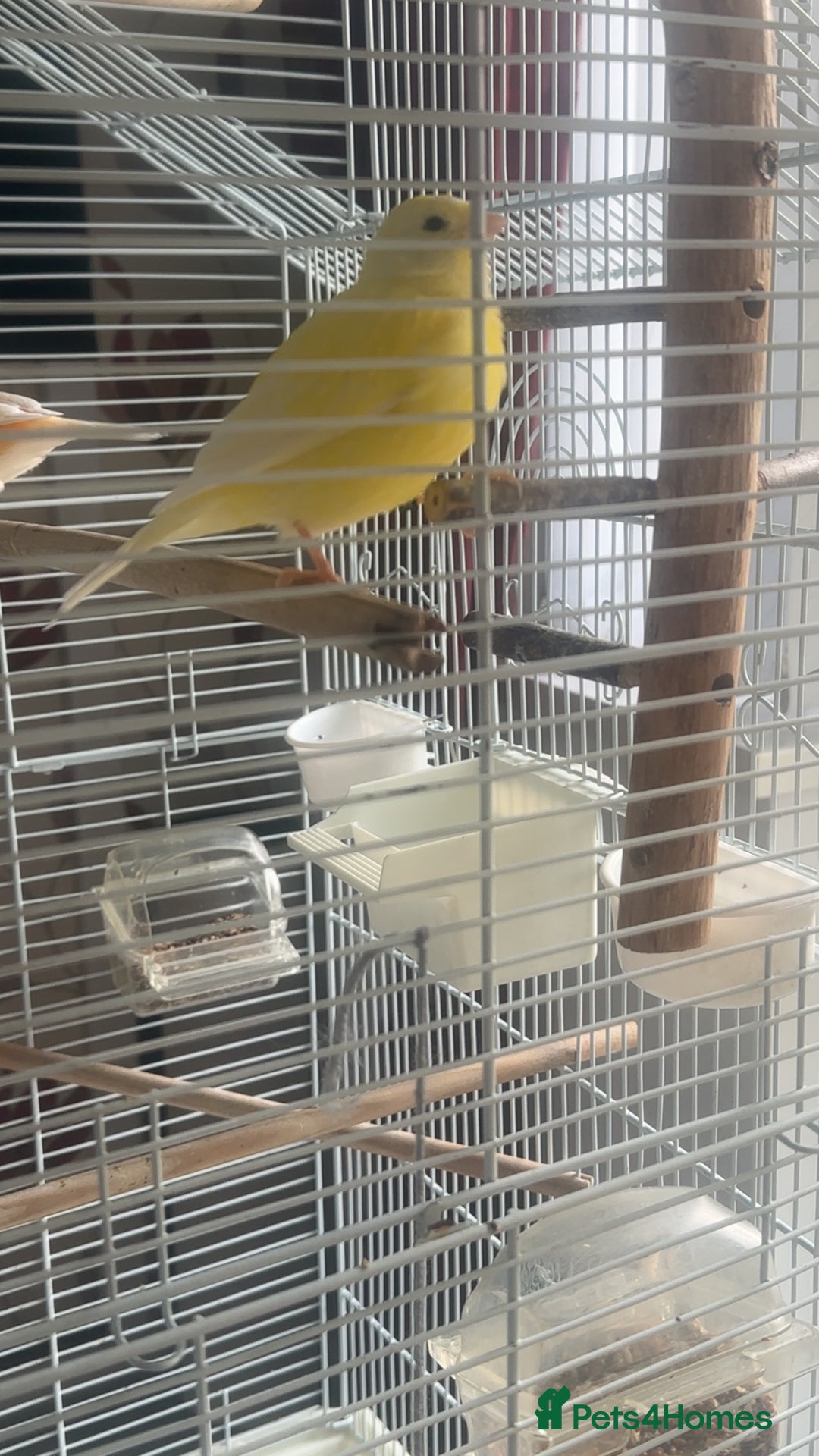 Canaries birds for sale: two canaries in pairs  - Image 9