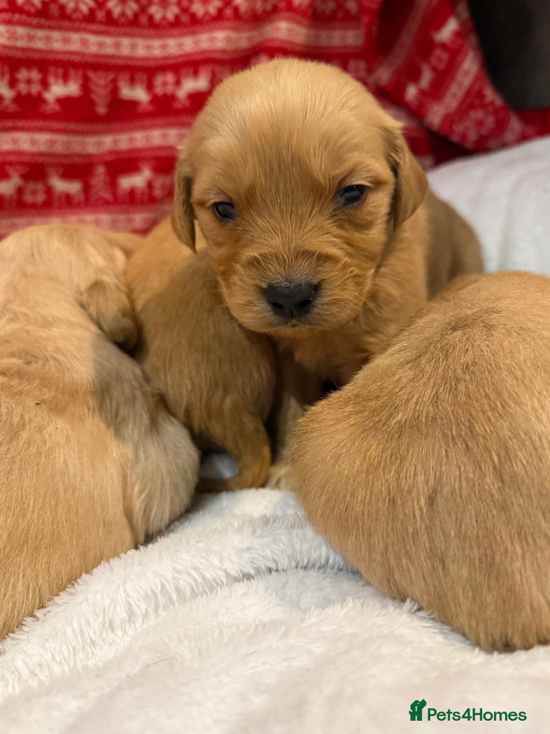 Goldador dogs for sale: Gorgeous Goldador puppies ready to go 22nd  - Advert 19