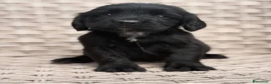 Cocker Spaniel 2