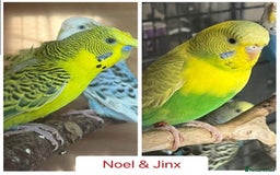 Budgerigars birds for sale: Hand Tame Budgie Chicks Ready early December  - Image 3
