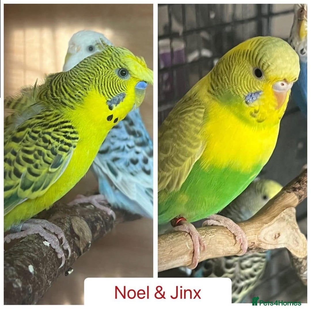 Budgerigars birds for sale: Hand Tame Budgie Chicks Ready early December  - Image 3