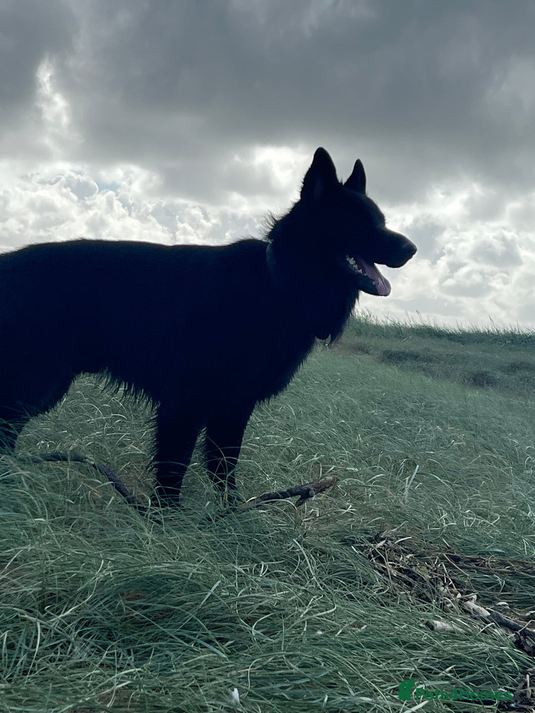 German Shepherd dogs for sale: Black German shepherd  - Advert 12