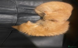 Mixed Breed cats for sale: 2 x girl Kittens for sale  - Image 4