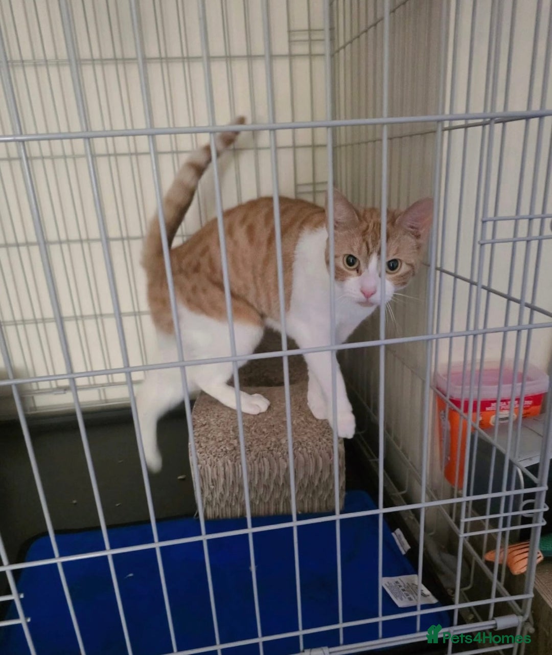 Domestic Shorthair cats for adoption: Meet 3 year old Nova 🐾❤️ - Image 2