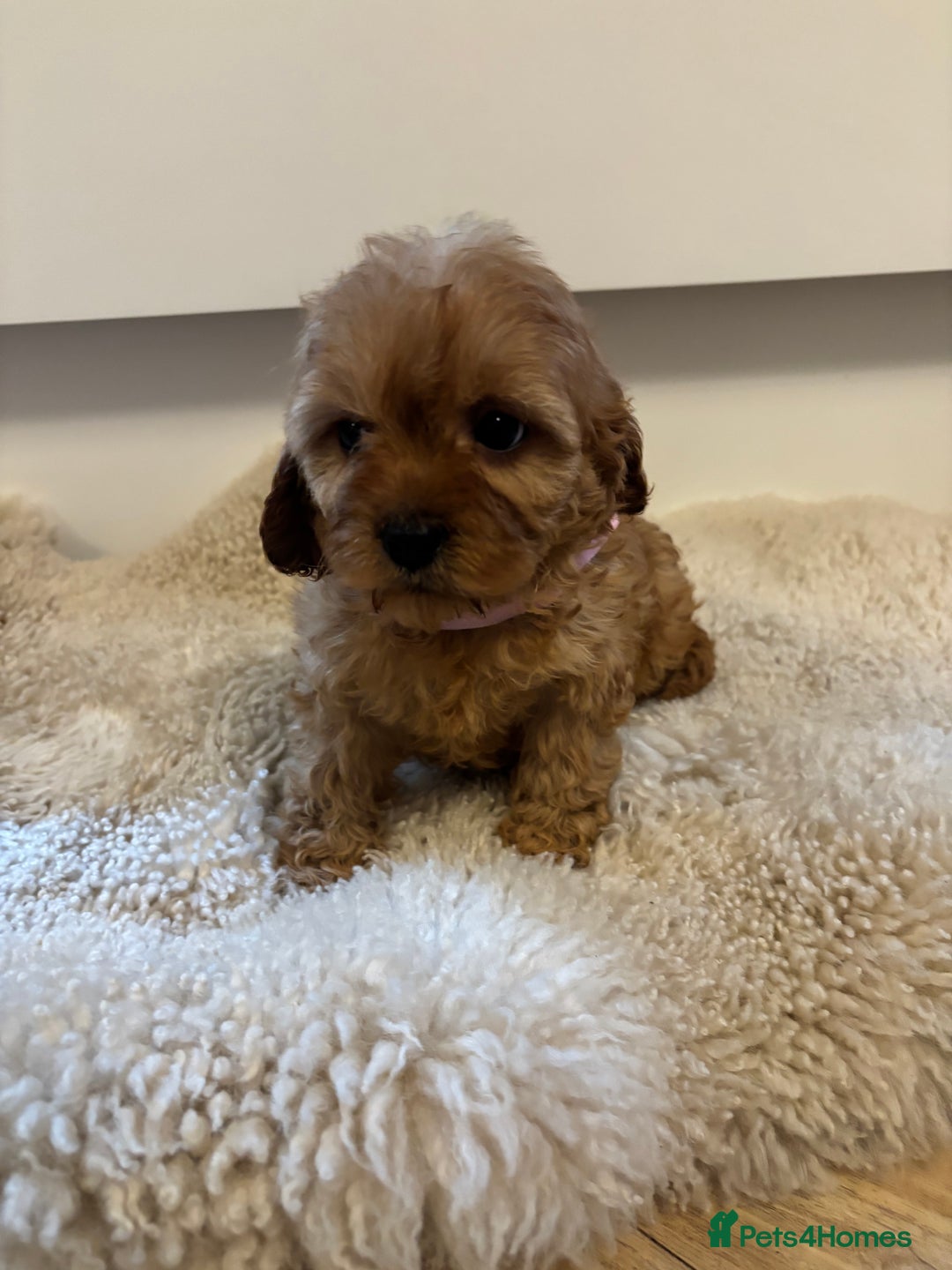 Cavapoo dogs for sale: Beautiful Red Cavapoo puppies for sale  - Advert 6