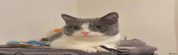 British Shorthair cats for sale: Chunky Bi-Colour Male British shorthair Kitten  - Advert 1