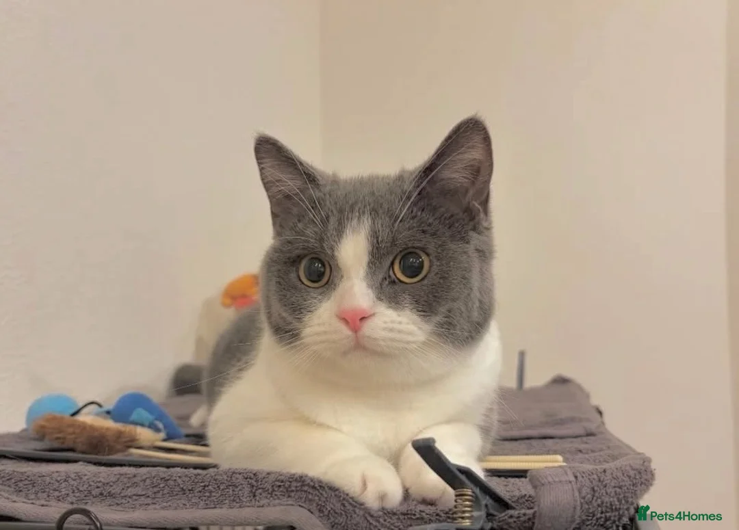 British Shorthair cats for sale: Chunky Bi-Colour Male British shorthair Kitten  - Advert 1