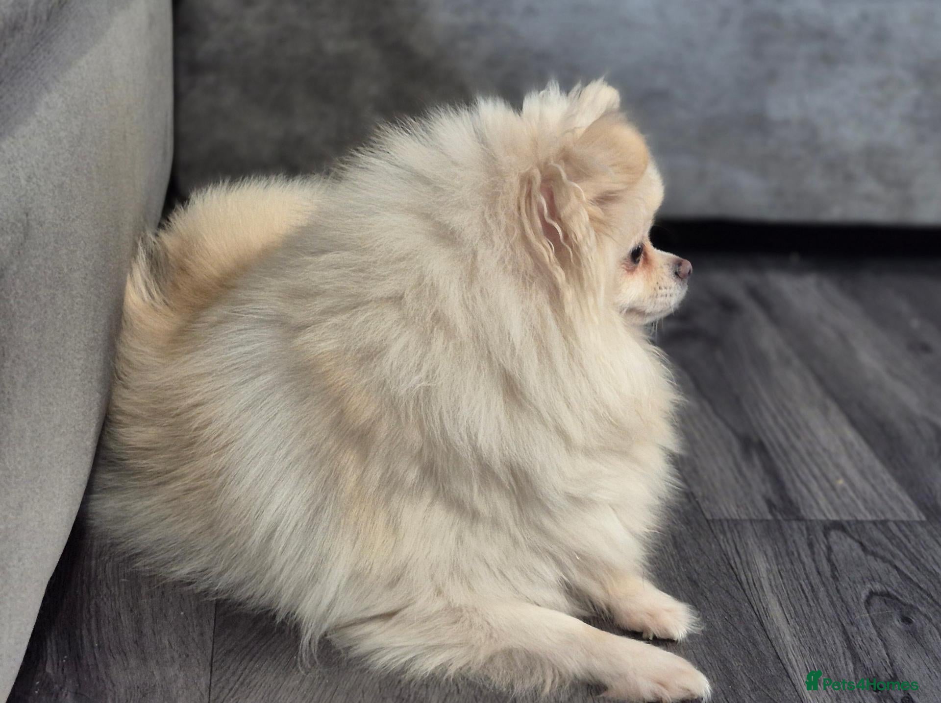 Pomeranian dogs Female Pomeranian  - Advert 8