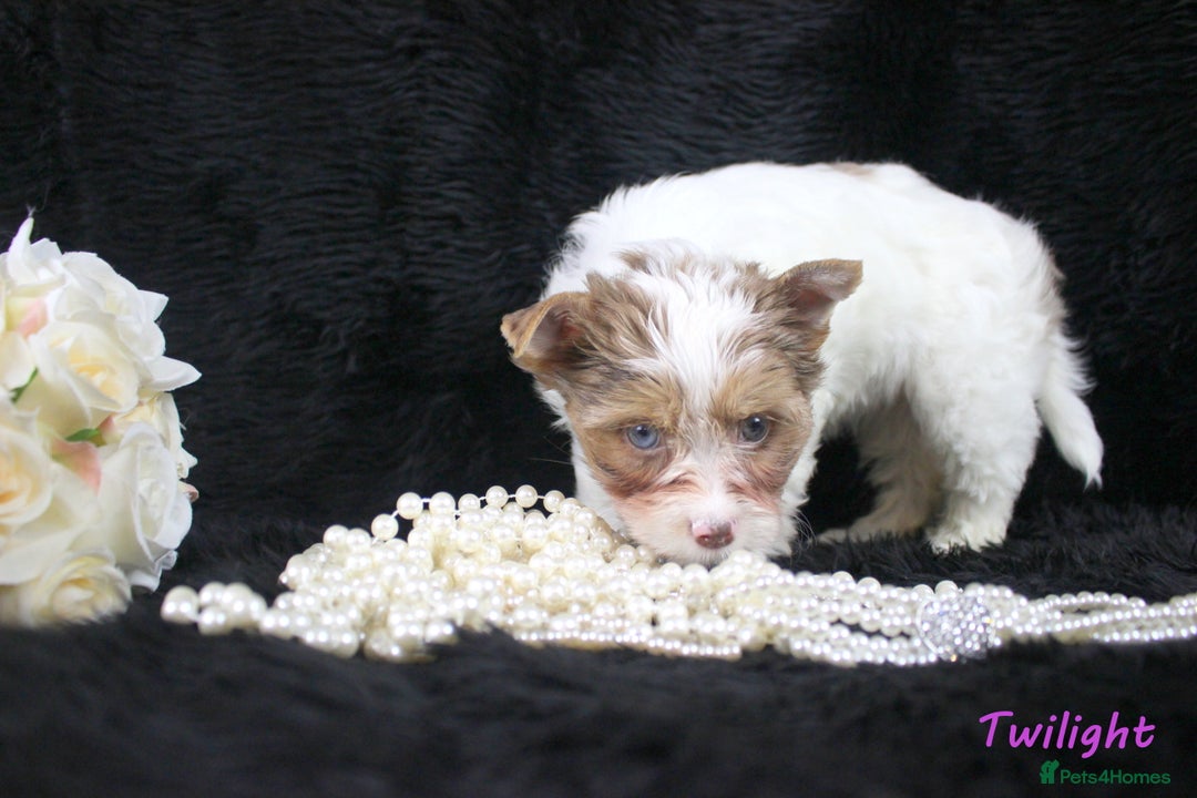 Yorkshire Terrier dogs for sale: Choc & White Yorkie Girl Blue eyes – Ready Now - Advert 9