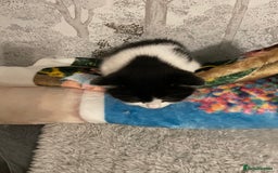 Domestic Shorthair cats for sale: Black/white female kitten 7 weeks old - Image 6