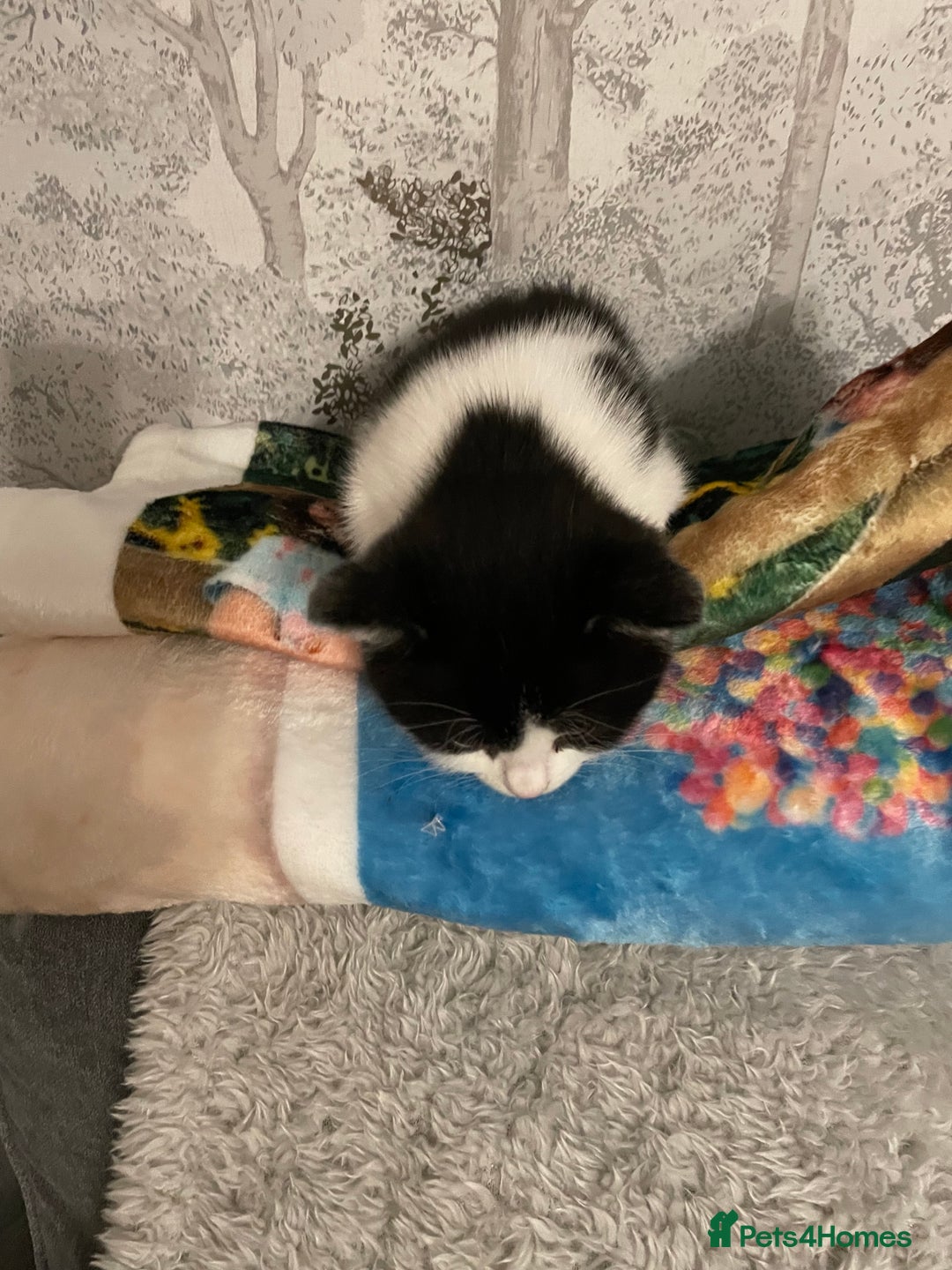 Domestic Shorthair cats for sale: Black/white female kitten 7 weeks old - Image 6