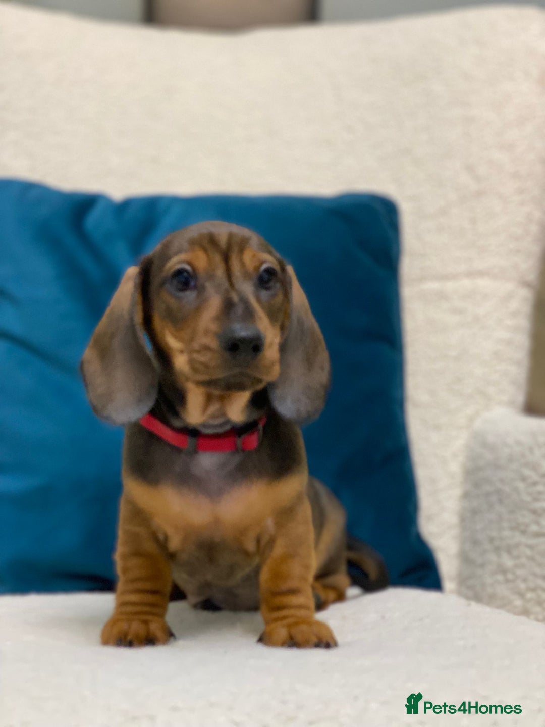 Miniature Dachshund dogs for sale: KC PRA CLR Miniature dachshunds  - Advert 10