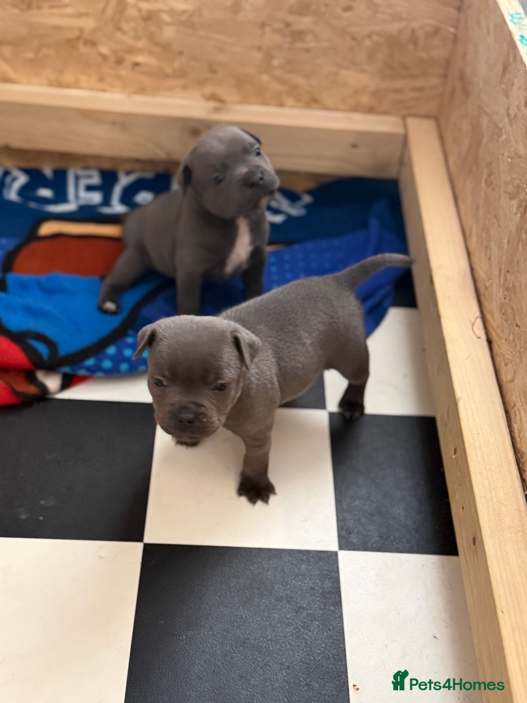 Staffordshire Bull Terrier dogs for sale: Beautiful stuffy pups  - Advert 8