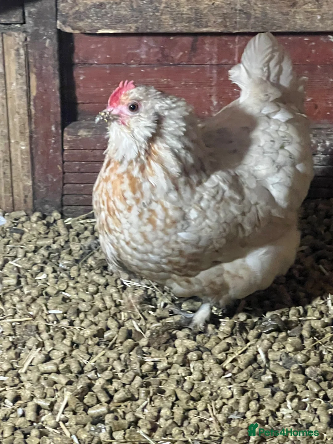 Chickens poultry for sale: Two sisters for sale  - Advert 6