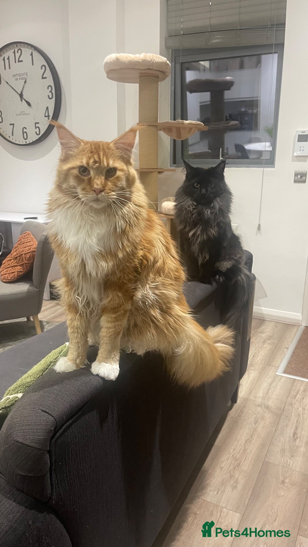 Maine Coon cats Adult Maine coons - Advert 1